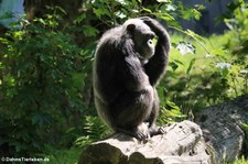 Schimpanse (Pan troglodytes) im Zoo Neuwied