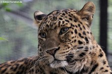 Chinesischer Leopard (Panthera pardus japonensis) im Zoo Neuwied