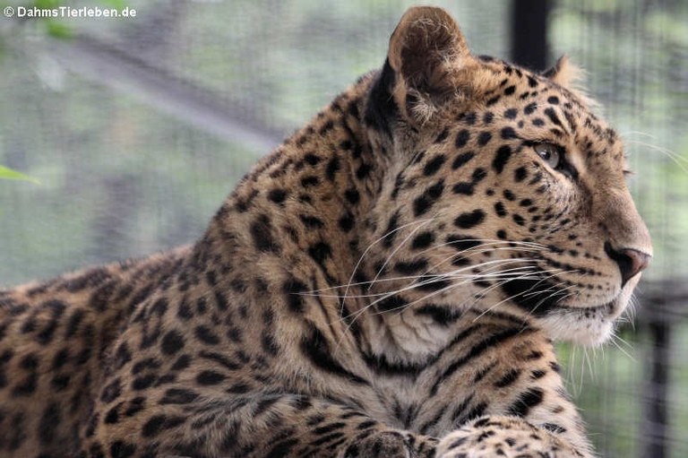 Panthera pardus japonensis