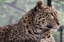 Panthera pardus orientalis