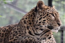 Chinesischer Leopard (Panthera pardus japonensis) im Zoo Neuwied