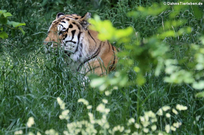 Amurtiger (Panthera tigris altaica)