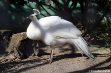 Weißer Pfau (Pavo cristatus mut. alba) im Zoo Neuwied