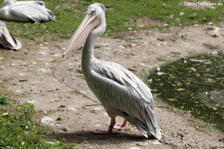 Pelecanus rufescens