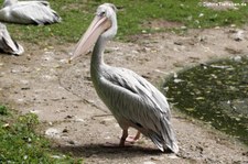 Rötelpelikan (Pelecanus rufescens) im Zoo Neuwied