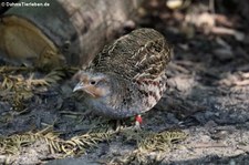 Rebhuhn (Perdix perdix) im Zoo Neuwied