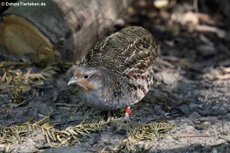 Rebhuhn (Perdix perdix)