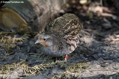 Rebhuhn (Perdix perdix)