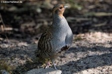 Rebhuhn (Perdix perdix) im Zoo Neuwied