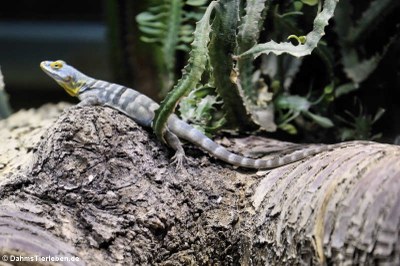 Blauer Felsenleguan (Petrosaurus thalassinus)