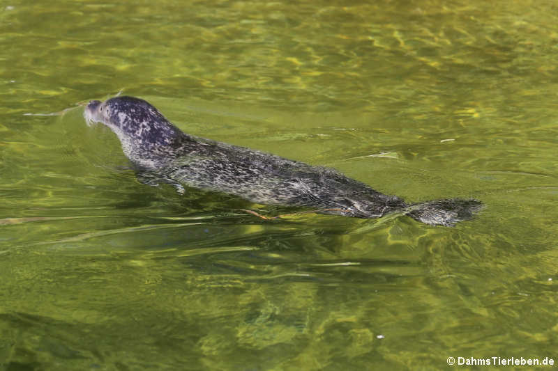 Seehund (Phoca vitulina)