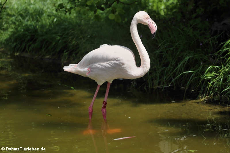 Phoenicopterus roseus