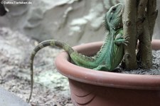 Grüne Wasseragame (Physignathus cocincinus) im Zoo Neuwied