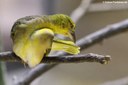 Ploceus cucullatus