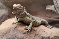 Streifenköpfige Bartagame (Pogona vitticeps) im Zoo Neuwied