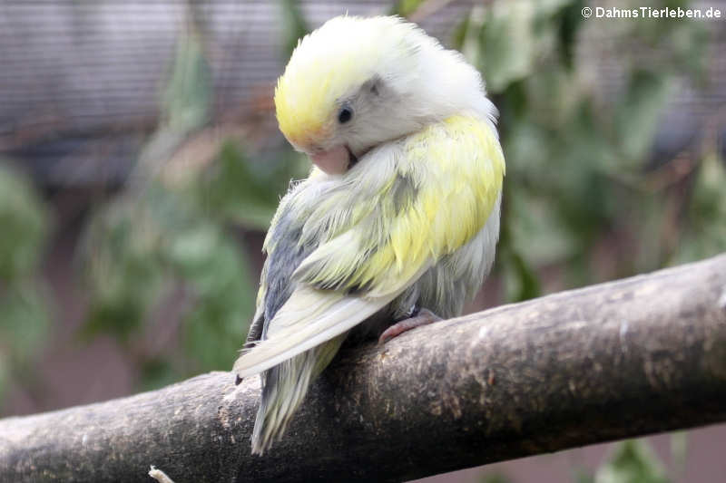 Psephotus haematonotus-2