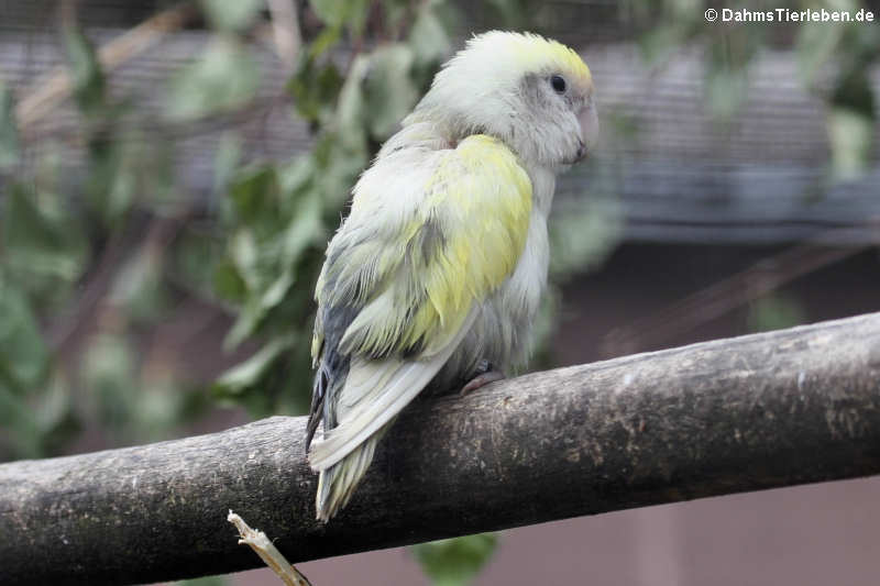 Singsittich Psephotus haematonotus-1