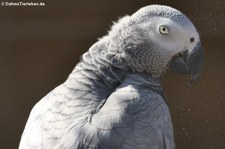 Timneh-Graupapagei (Psittacus erithacus timneh) im Zoo Neuwied