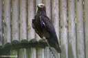 Aquila nipalensis
