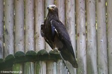 Steppenadler (Aquila nipalensis) im Zoo Neuwied