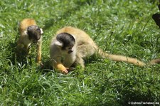 Bolivianischer Totenkopfaffen (Saimiri boliviensis) im Zoo Neuwied