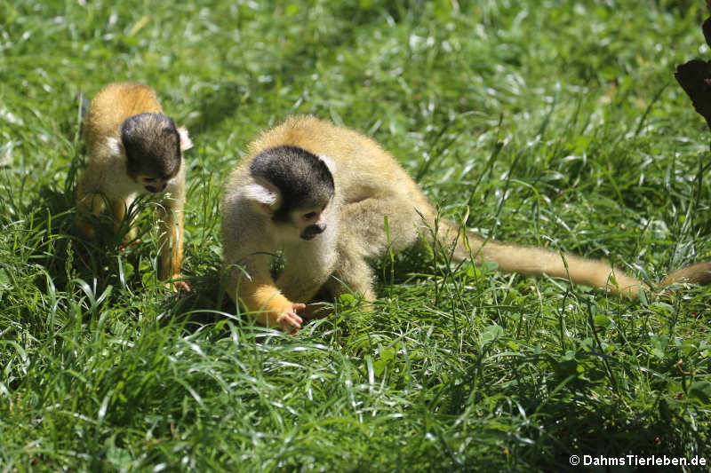 Saimiri boliviensis boliviensis-2