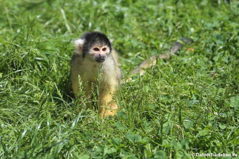 Bolivianischer Totenkopfaffe (Saimiri boliviensis)