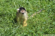 Bolivianischer Totenkopfaffe (Saimiri boliviensis) im Zoo Neuwied