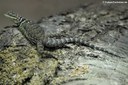 Sceloporus cyanogenys