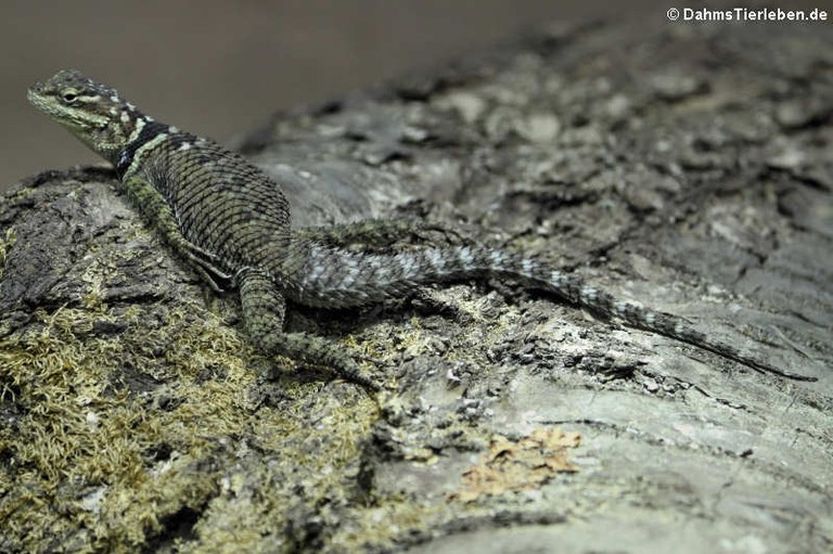 Sceloporus cyanogenys