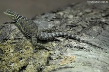 Blauer Stachelleguan (Sceloporus cyanogenys) im Zoo Neuwied