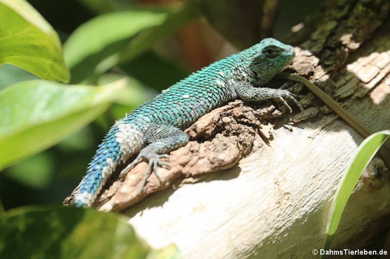 Sceloporus malachiticus