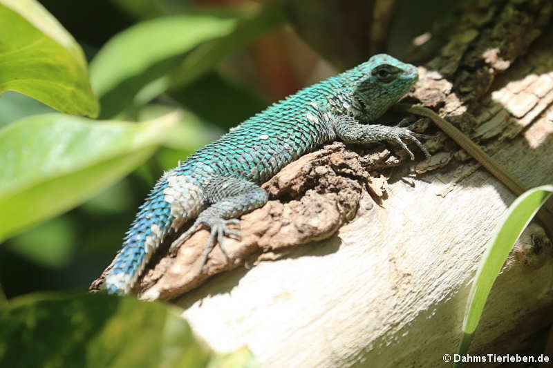 Malachit-Stachelleguan (Sceloporus malachiticus)