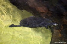 Dickhalsschildkröte (Siebenrockiella crassicollis) im Zoo Neuwied