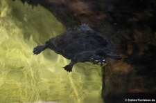 Dickhalsschildkröte (Siebenrockiella crassicollis) im Zoo Neuwied