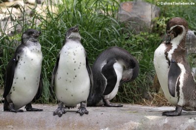 Humboldt-Pinguine (Spheniscus humboldti)