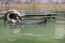 Humboldtpinguin (Spheniscus humboldti) im Zoo Neuwied