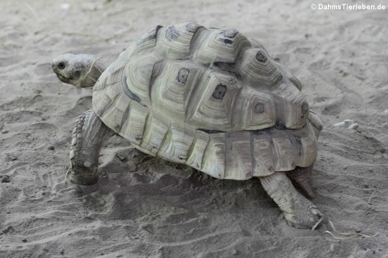 Stigmochelys pardalis