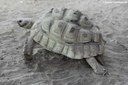 Stigmochelys pardalis