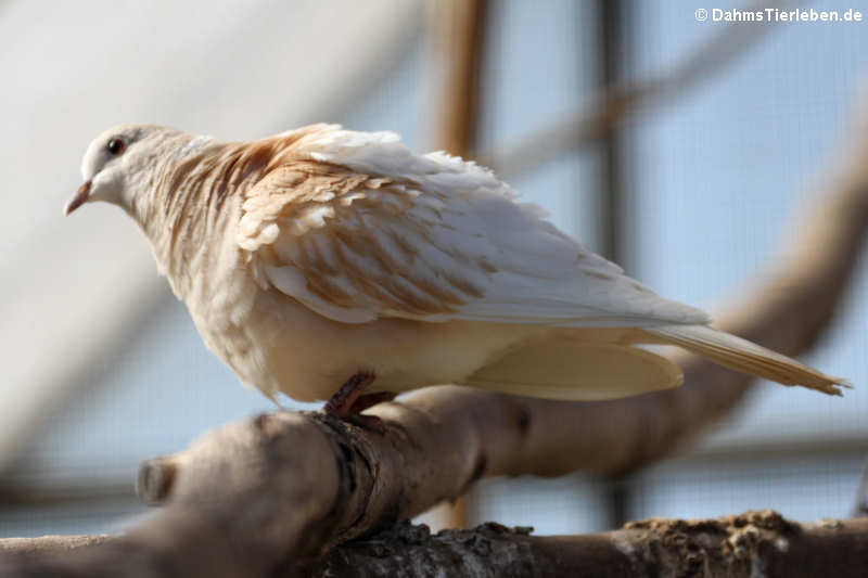 Lachtaube (Streptopelia roseogrisea)