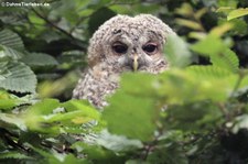 Waldkauz (Strix aluco) im Zoo Neuwied