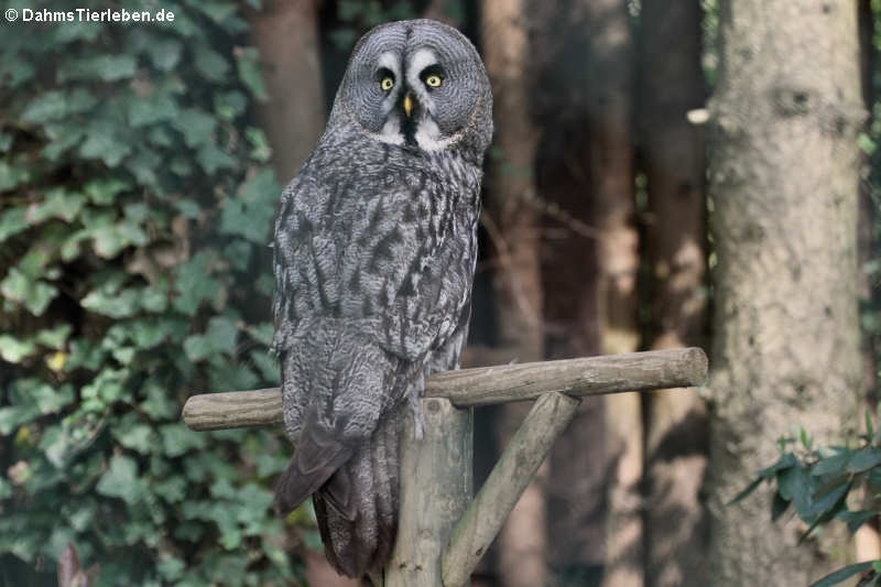 Eurasischer Bartkauz (Strix nebulosa lapponica)