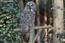 Bartkauz (Strix nebulosa lapponica) im Zoo Neuwied