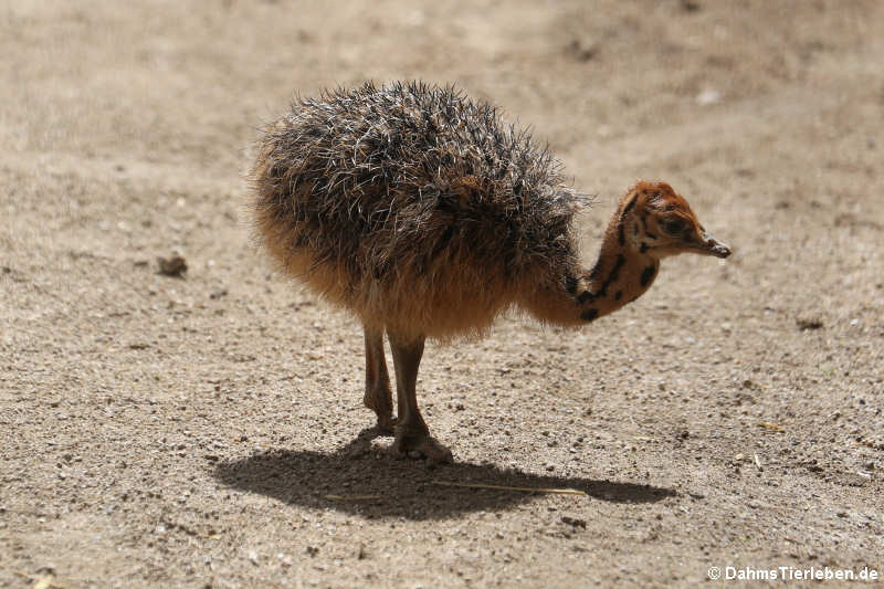 Junger Südafrikanischer Blauhalsstrauß (Struthio camelus australis)