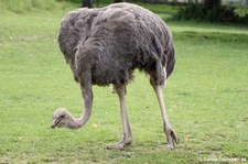 Südafrikanischer Blauhalsstrauß (Struthio camelus australis) im Zoo Neuwied