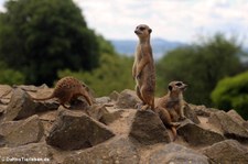 Erdmännchen (Suricata suricatta) im Zoo Neuwied