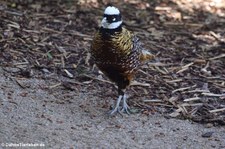 Königsfasan (Syrmaticus reevesii) im Zoo Neuwied