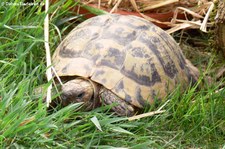 Griechische Landschildkröte (Testudo hermanni) im Zoo Neuwied