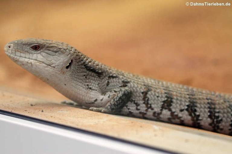 Tiliqua gigas