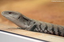 Großer Blauzungenskink (Tiliqua gigas) im Zoo Neuwied